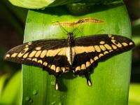 Ritterfalter schwarz gelb